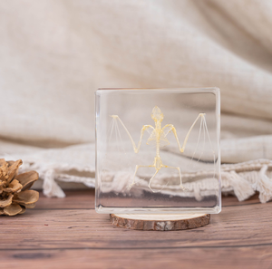 Garantía <span class=keywords><strong>de</strong></span> calidad <span class=keywords><strong>Esqueleto</strong></span> <span class=keywords><strong>de</strong></span> murciélago en resina Especímenes naturales Resina Artesanía Oddities Colección Espécimen <span class=keywords><strong>de</strong></span> hueso - Product Image 4