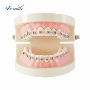 Herramientas de Enseñanza y Entrenamiento Práctico, Modelo de Anatomí<span class=keywords><strong>a</strong></span> Dental Estándar para la Enseñanza de Ciencias Médicas, Modelo Educativo de Dientes Humanos - Product Image 5