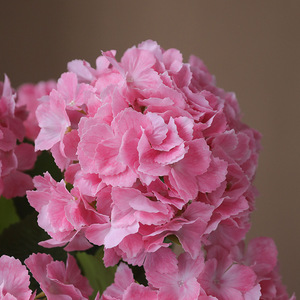 Hydrangea artificielle Ruilisi, grande fleur en soie, rose clair, rose foncé, blanc, vert, pour décorations de mariage et de maison - Product Image 4