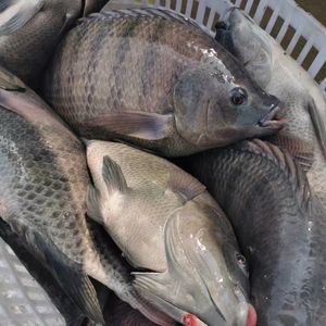 <span class=keywords><strong>ปลา</strong></span>ทิลาเปียสดแช่แข็งขายตรงจากโรงงาน - Product Image 2