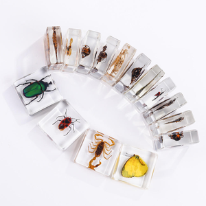 Papillon réel transparent en résine, objet d'artisanat, presse-papiers en résine avec insecte, spécimen carré pour exposition éducative - Product Image 5