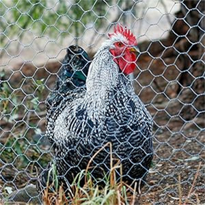 Gà hàng rào lưới và lưới lục giác giá CuộN đến thị trường Brazil - Product Image 4