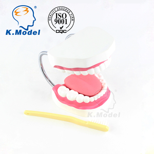 Modello di dente cura dentale modello 28 denti con spazzolino dimostrazione di pulizia orale e assistenza sanitaria assistenza orale medica - Product Image 3
