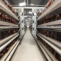 Équipement d'élevage en gros, cages à poulets, cages à volailles, cages à poules pondeuses pour élevage de poulets