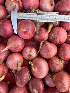 Nouvelles récoltes d'oignons rouges frais, oignons violets, jaunes, blancs, verts, prêts à consommer, non pelés, 8 cm, haute qualité, vente en gros - Product Image 6