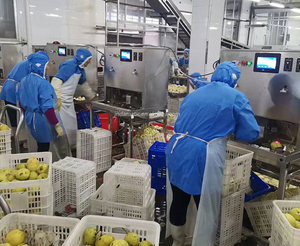 Màn hình cảm ứng điều khiển 2400 pcs mỗi giờ tự động hóa công nghiệp <span class=keywords><strong>Pear</strong></span> Apple Máy lột điện Apple Peeler máy - Product Image 6