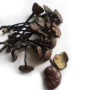 Champignons Ganoderma sauvages naturels à longues pattes, Ganoderma fins poussant dans les forêts de bambou à vendre - Product Image 5