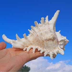 Coquille de remplacement pour hermit crab, coquille de conque naturelle, coquille de conque en gros, escargot à mille mains, escargot Kirin, paysage d'<span class=keywords><strong>aquarium</strong></span> - Product Image 3