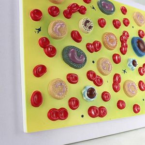 Modelo anatómico de glóbulos para medicina interna, enseñanza de Fisiopatología para estudiantes de clase, suministros de Maniquí de Hematología - Product Image 2