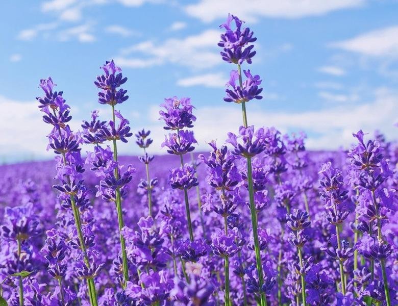 Essential oil lavender
