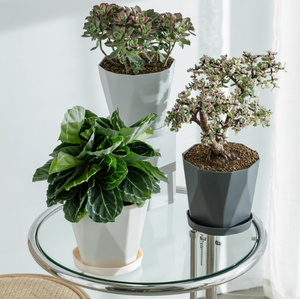 Pot de fleurs en plastique domestique simple créatif et personnalisé épaissi de <span class=keywords><strong>petit</strong></span> gallon nordique - Product Image 2