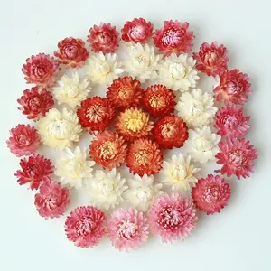 Commercio all'ingrosso della fabbrica Helichrysum paglia fiori secchi naturali potpourri crisantemo fiore candela bagno fiori per decorazioni domestiche