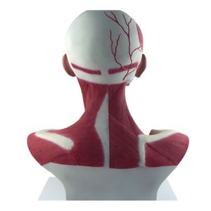 Modelo anatômico do músculo da cabeça e do pescoço, modelo para educação, modelo de cérebro com armadura externa - Product Image 3