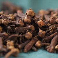 Clous de girofle entiers séchés de qualité supérieure / Bourgeons de girofle naturels pour la cuisine et les mélanges d'épices.