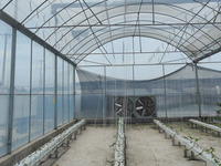 Serre à film multi-travées hydroponique à haut rendement pour la laitue, les tomates et les fraises-Système automatisé et économe en énergie