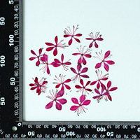 Plantes naturelles Bouquet de fleurs séchées Pressé papillon séché Pois fleur Nail Art, décalcomanies faciales, spécimens de fleurs pressées