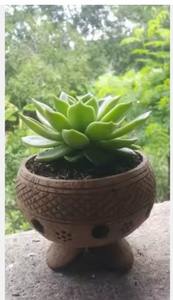 Maceta de Cáscara de Coco con Base de Madera, Hecha a Mano, Ecológica, Natural, para Decoración de Jardín Interior, Venta al Por Mayor - Product Image 3