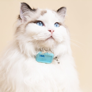 الجملة طوق بكلاب الابتكار الحيوانات الأليفة اكسسوارات الحيوانات الأليفة محدد طوق جهاز ذكي مكافحة تفقد محدد للحيوانات الاليفة القطط <span class=keywords><strong>Gps</strong></span> بتتبع - Product Image 4