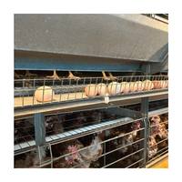 Jaulas Automáticas para Gallinas Ponedoras Tipo H, Galvanizadas en Caliente, Resistentes a la Oxidación, Estructura Estable para Granjas Avícolas