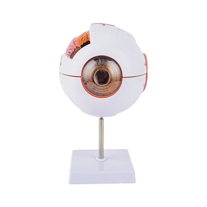 Modelo de Anatomía Ocular Médica TB-01, Recurso Educativo Desmontable, Modelo Anatómico de Ojo Óptico - Product Image 1