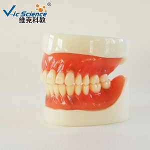 Modelo Anatómico de <span class=keywords><strong>Dentadura</strong></span> Completa para Entrenamiento en Ciencias Médicas, Material Plástico/PVC - Product Image 2