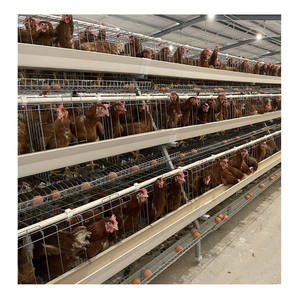 Gelişmiş 10k-50k tavuk run metal 4 katlı horoz kafes nijerya'da satılan - Product Image 5