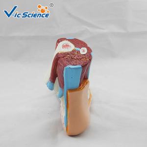 Modelo Anatómico de Pie para Enseñanza, Modelo Anatómico de Pie, Modelos Científicos para la Escuela, <span class=keywords><strong>Cuerpo</strong></span> <span class=keywords><strong>Humano</strong></span> - Product Image 3