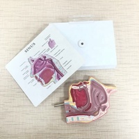 Personnalisé l'anatomie Humaine science Médicale l'éducation des patients Nez cavité anatomie Sinus modèle