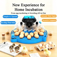 Incubateur domestique tout-en-un pour l'éclosion et l'élevage des jeunes poussins, avec alimentation automatique en eau, couvercle transparent et observation facile
