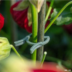 Clips de soutien pour plantes Clips de jardin en plastique Vert noirâtre Clips de jardinage pour maintenir les tiges de plantes Supports de culture de légumes - Product Image 3