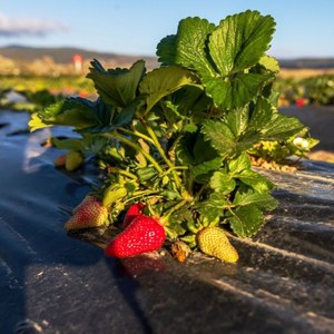 Película de Acolchado Agrícola, Película de Plástico para Acolchado Hecha de LLDPE/LDPE, Mejora la Retención de Humedad y el Control de Macetas. - Product Image 3
