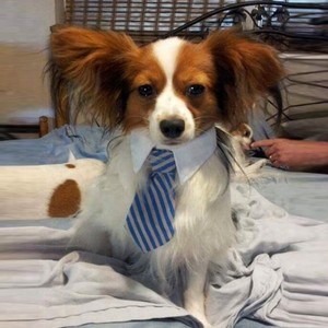 Accesorio de Ropa para Mascotas con Patrón Geométrico de Algodón, Estilo Occidental para Perros, Primavera, Verano, Invierno, Ecológico, Lavable, Corbatas de Moño para el Cuello - Product Image 6