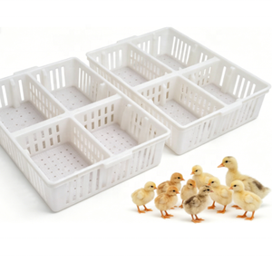 Cesta para pollitos de un día, caja de transporte de PP para 60 pollitos, con 4 compartimentos, de nuevos materiales, para <span class=keywords><strong>venta</strong></span>. - Product Image 5