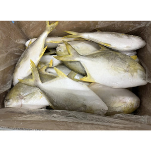 Venta Directa al por Mayor de Pescado Pomfret Dorado Congelado, Pompano Criado en Granja, Buen Precio, <span class=keywords><strong>Trachinotus</strong></span> <span class=keywords><strong>Ovatus</strong></span> - Product Image 4