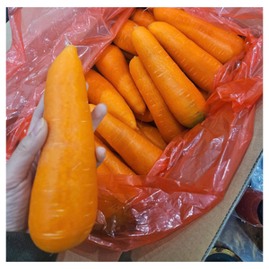 Carottes biologiques fraîches du Vietnam Livraison rapide avec emballage personnalisé Goût sucré Légumes en vrac en gros - Product Image 3