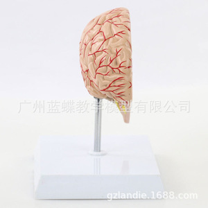Modèle d'artère cérébrale humaine, modèle d'anatomie du cerveau, modèle de cerveau, anatomie de l'hémisphère cérébral, grandeur nature, avec étiquettes. - Product Image 2