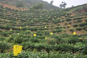 Té verde Leafhopper (<span class=keywords><strong>Empoasca</strong></span> Onukii) caucho sólido tabique feromonas señuelo Leafhopper cebo atrayente de insectos para el control de plagas - Product Image 3