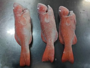 Corvina del Corallo Leopardata Congelata Intera - Product Image 3