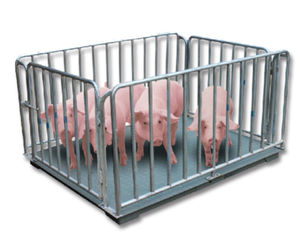 Viehwaage für Rinder, Wiegeskala bis 3000 kg - Product Image 4