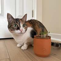 Kit de jardin d'herbes d'intérieur en terre cuite minuscule pour animaux de compagnie Pots de fleurs et jardinières avec lumière de croissance et terre de tourbe de coco