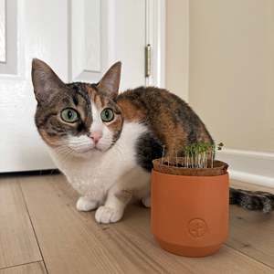 Tiny Terracotta Indoor Herb Garden Kit para mascotas Macetas y jardineras con luz <span class=keywords><strong>de</strong></span> cultivo y suelo <span class=keywords><strong>de</strong></span> turba <span class=keywords><strong>de</strong></span> coco - Product Image 4