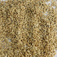 Mélange de graines de tournesol de petite taille pour millet d'alpiste en vrac