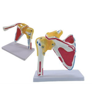 Modelo anatómico 1:1, modelo de articulación de hombro de tamaño real, suministros de enseñanza de ligamento, modelo de esqueleto humano de hombro de ciencia médica - Product Image 2