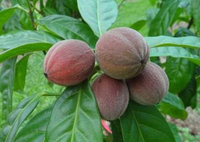 Natuurlijke Hete Verkoop Blushwood Bessen Fruit Extract Te Koop