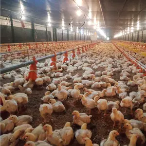 جودة عالية تصميم حديث كامل كبير لمزرعة دجاج اللاحم
