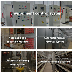 Tayland tavuk kümesi için <span class=keywords><strong>h</strong></span>-tipi tam otomatik Broiler et tavuk yetiştirme pil damızlık kafes - Product Image 5