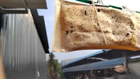 Hoge Oppervlakte Tack Vliegenlijm Kleefmiddel Voor Insectenbestrijding