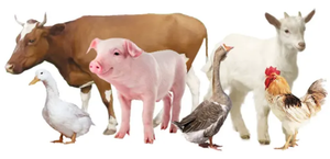 แบคทีเรียเพื่อการคุ้มครองสิ่งแวดล้อม100พันล้าน Cfu/g <span class=keywords><strong>จุลินทรีย์</strong></span>ที่มีประสิทธิภาพสำหรับการหมักตะกอนย่อยสลาย - Product Image 4