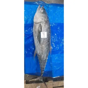 Frozen Yellow Fin Tuna Fish Suppliers Tuna Fish Frozen Yellow Fin Tuna Wr