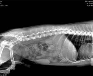 Rilevatore 1717 o 1714 a schermo piatto a raggi x per uso umano o veterinario - Product Image 3